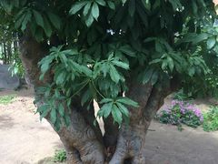 -南通洲际绿博园