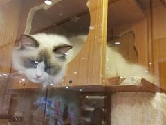 -Pets First伊珊娜洗护·精致美容·家庭式寄养(新会路店)