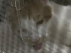 -伟伟宠物医院·CT影像中心·瑞派犬猫综合性门诊(汉口总院)
