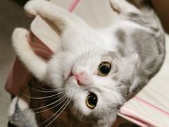 -吉丁鸟咖·异宠·寄养