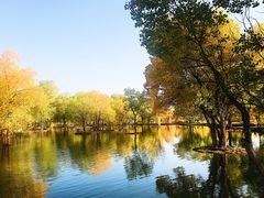 -金塔沙漠胡杨林景区