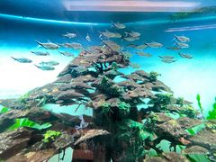 -松临·铁板烧&Omakase(神农店)