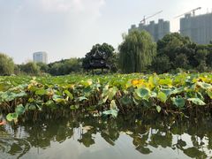 -花溪公园