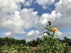 -亚龙湾国际玫瑰谷