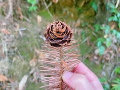 -梧桐山风景名胜区