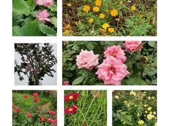 -武汉紫薇都市田园