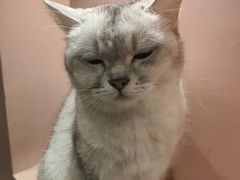 -猫儿山۰猫主题餐厅