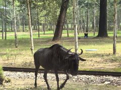 -秦皇岛野生动物园