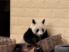 -石家庄市动物园