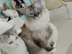 -怪兽屋·羊驼·猫咖·狗咖(俊华广场店)