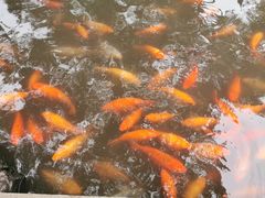 -豫园湖心亭茶楼