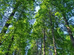 -黄海国家森林公园