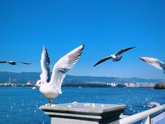 -昆明冠生园·蛋糕·面包(南强街店)