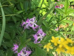 -白草畔自然风景区