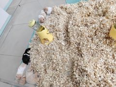 -怪兽屋·羊驼·猫咖·狗咖(俊华广场店)