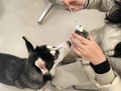 -共舞时光猫咖·狗咖(新街口店)