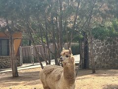 -石家庄市动物园