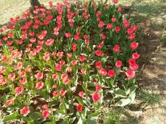 -洛阳郁金香牡丹园