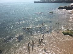 -海驴岛(荣成市)