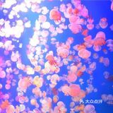 七夕去海昌极地海洋世界玩吧