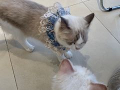 -怪兽屋·羊驼·猫咖·狗咖(俊华广场店)