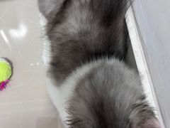 -爱佳宠物中心医院24H·CT·骨外科·猫专科(瑶海万达店)