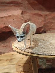 -Zoolung Zoolung动物主题公园(海信广场店)