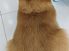 -汪说·狗咖·拼豆·宠物周边DIY(旺城大厦店)