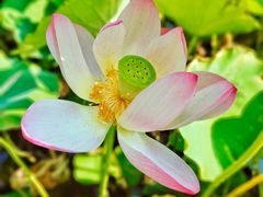 -莲花池公园