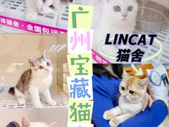 -lincat·猫舍(广州店)