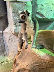 -Zoolung Zoolung动物主题公园(海信广场店)