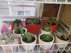 -秦美花卉(天朗·莱茵小城2期店)