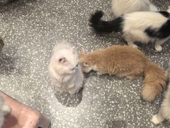 -囡的喵喵酱·萌宠生活馆·宠物洗护美容(胶州路店)