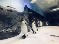 -悉尼海洋生物水族馆