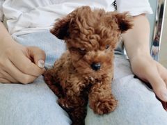 -安安宠医·安宠宠物医院