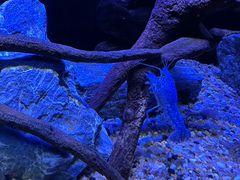 -上海海洋水族馆