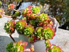 -丽江束河古镇-石莲古寺