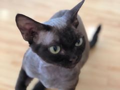 -momokira米努特·德文卷毛猫·棉花面纱犬