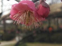 -秀丽东方