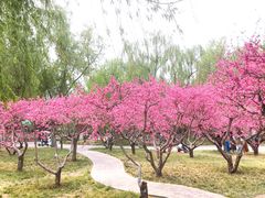 -莲花池公园