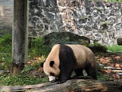 -都江堰中华大熊猫苑