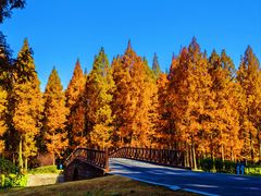 -黄海国家森林公园