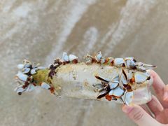 -三亚亚龙湾金棕榈度假酒店