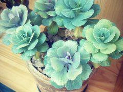 -北马山庄植趣咖啡