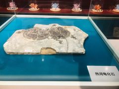 -青岛贝壳博物馆