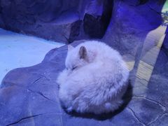 -海合安成都极地海洋公园