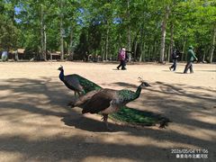 -秦皇岛野生动物园
