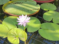 -国家植物园南园