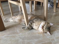 -猫大福·Fortune Cat猫舍(百子湾店)