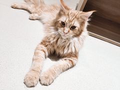 -藏猫猫咖啡主题馆(中央大道店)